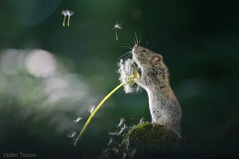 Медведь одуванчик