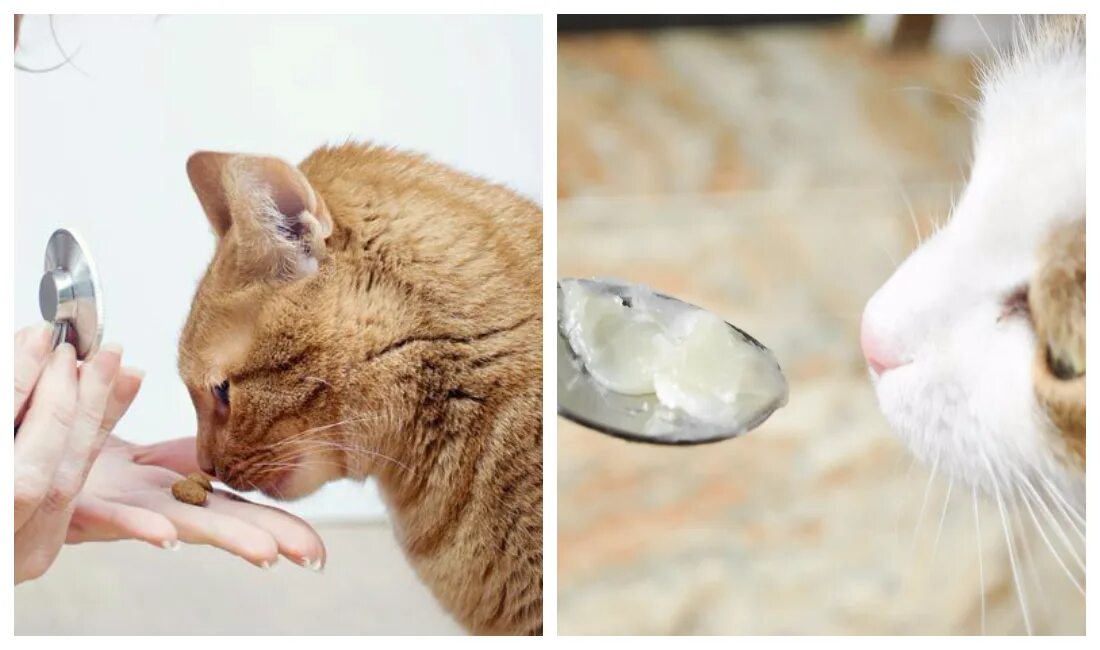 Можно ли котам масло. Вазелиновое масло для кошек. вазелиновое масло для кошек при запоре. вазелиновое масло для котят. масло вазелиновое при запоре коту.