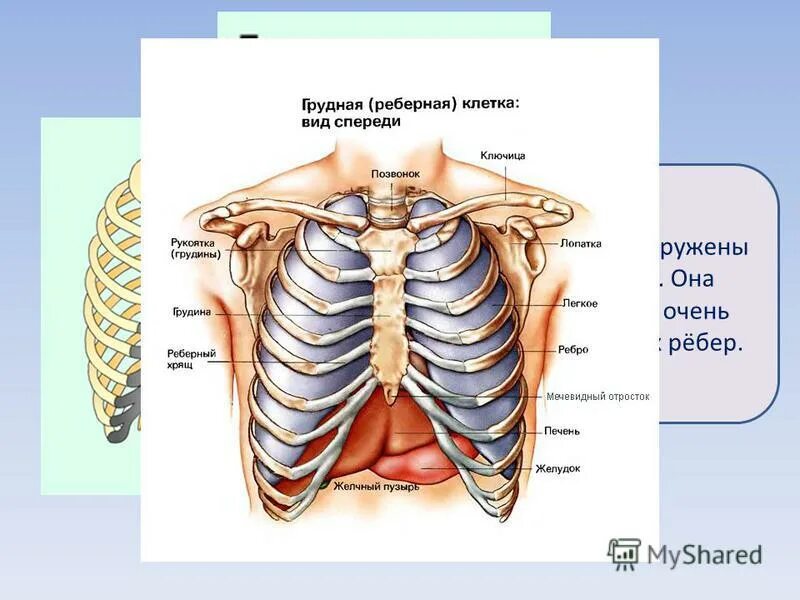 Органы человека с ребрами. Что болит посередине грудной клетки между ребрами спереди. Между ребрами посередине спереди.