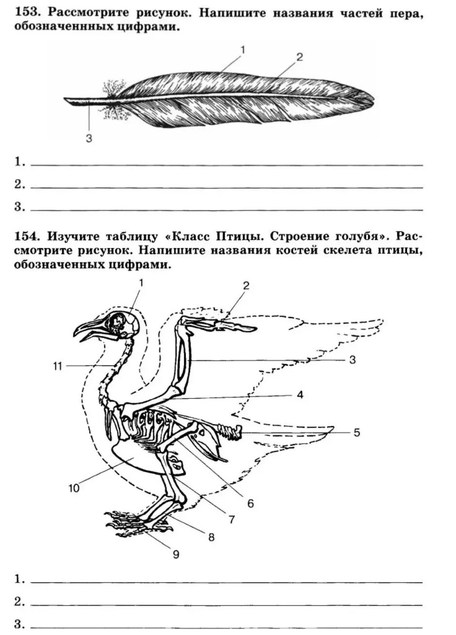 Внешнее строение птицы биология 7 класс. Внешнее и внутреннее строение птиц 7 класс биология. Внешнее и внутреннее строение птицы биология 7. Внутреннее строение птицы биология 7 класс.
