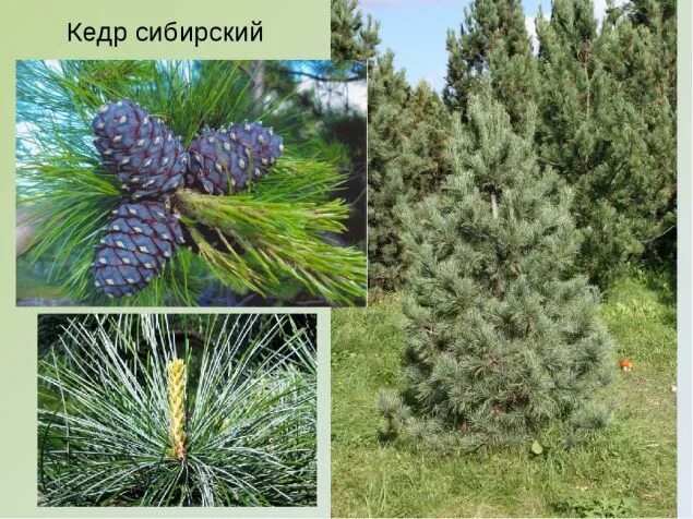 Кедр сибирский фото и описание Кедр сибирский описание фото