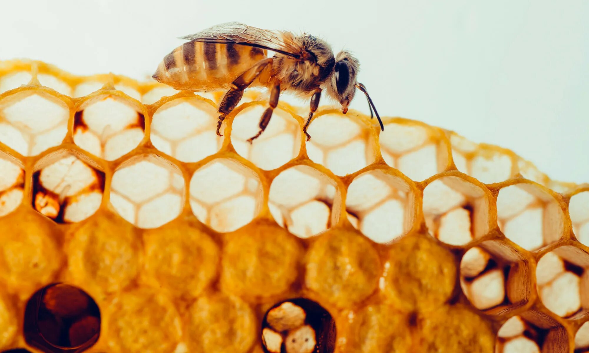 Bee propolis