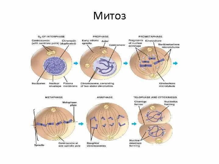 Митотическое деление клеток таблица. Схема клеточного цикла митоза. Жизненный цикл клетки митоз схема. Схема стадии клеточного цикла. Жизненный цикл клетки схема.