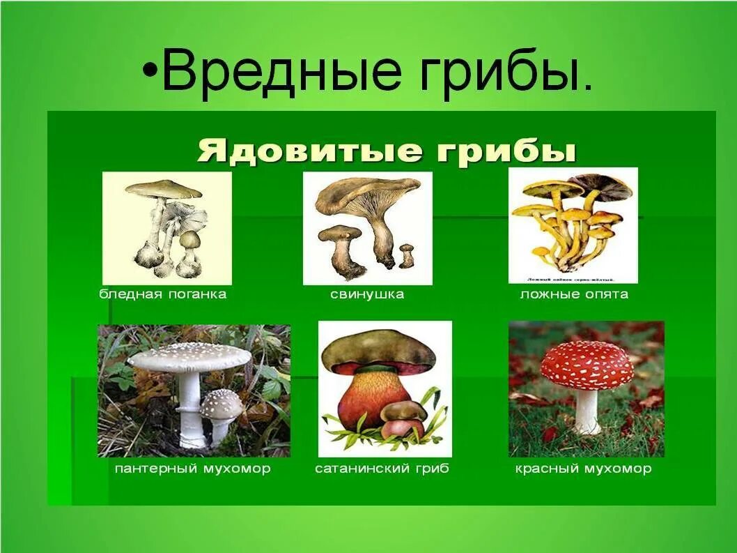 Почему грибы опасны. Опасные грибы. Вредные грибы для человека. Ядовитые грибы. Полезные и ядовитые грибы.