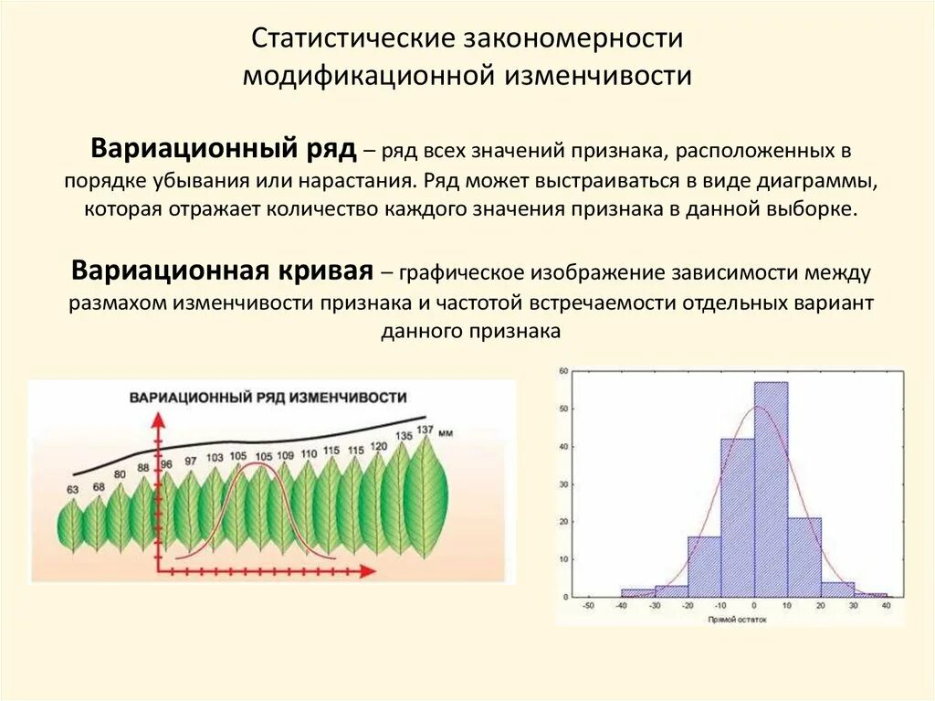 Лабораторная работа модификационная изменчивость 10 класс биология. Норма реакции вариационный ряд и вариационная кривая. Норма реакции признака модификационная изменчивость. Каковы статистические закономерности модификационной изменчивости?. Закономерности модификационной изменчивости норма реакции.