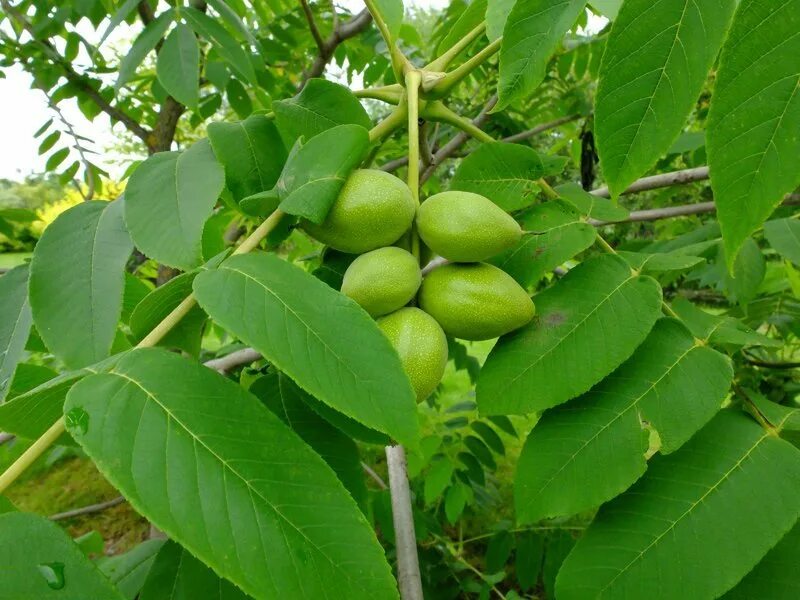 Орех маньчжурский - juglans mandshurica плод. ). Орех маньчжурский(juglans mandshurica maxim). Орех маньчжурский (juglans mandshurica). Белокуриха маньчжурский орех.