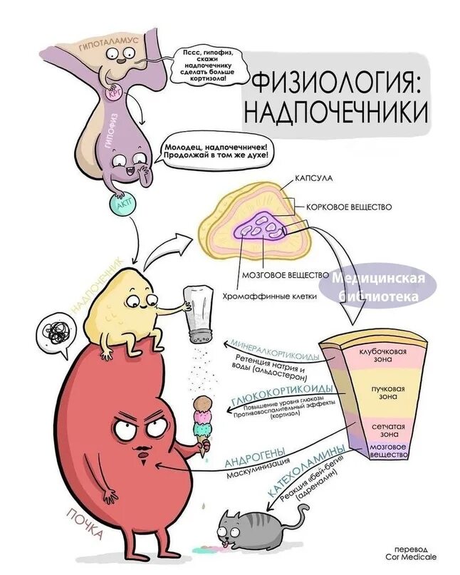 Физиология надпочечников. Гипофиз физиология. Надпочечники и стресс. Надпочечники рисунок.