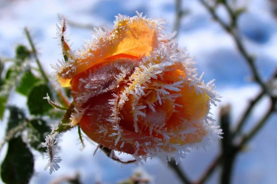 Зимние цветы. Снежные цветы. Цветы под снегом. Цветы зимой.