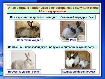 Кролики породы описание фото