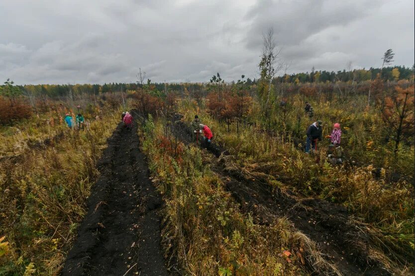 Экологическая ситуация НСО. Леса Колыванского района Новосибирской области. Экология Новосибирск. Земли лесного фонда Новосибирской области. Сайт экологии новосибирской области