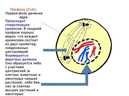 Веретено деления происходит в