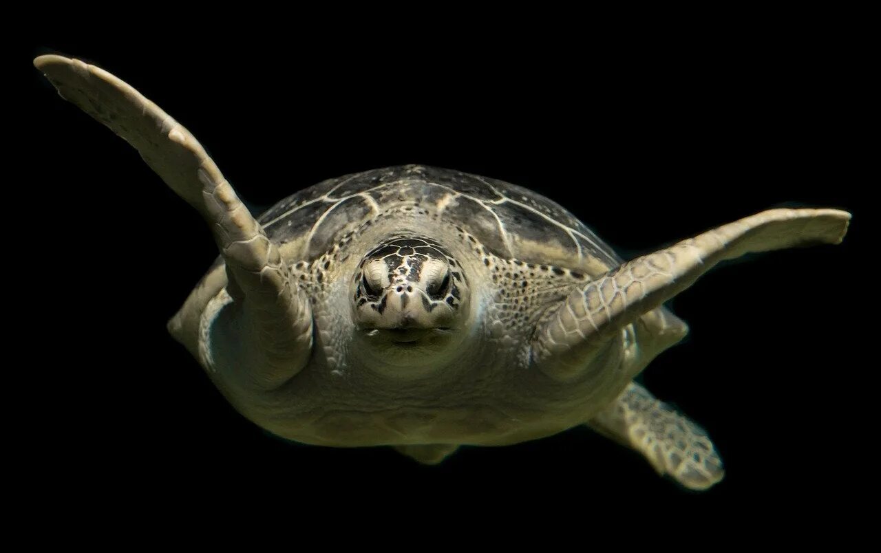 Turtle fd