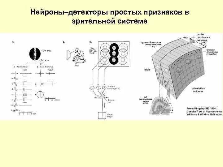 Детекторы описание. Нейроны детекторы. Нейрон детектор признака. Виды нейронов детекторов. Нейроны детекторы картинки.