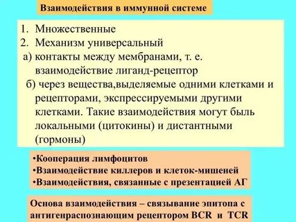 Взаимодействие клеток иммунной системы