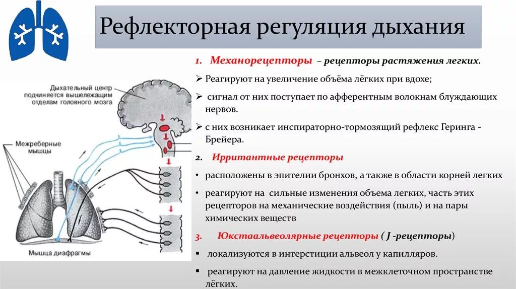 Кашлевой рефлекс какой отдел мозга. Рефлекторный механизм регуляции дыхания. Рефлекторная саморегуляция вдоха и выдоха. Рефлекторная регуляция механизм регуляции. Дыхательный центр рефлекторная дуга схема.