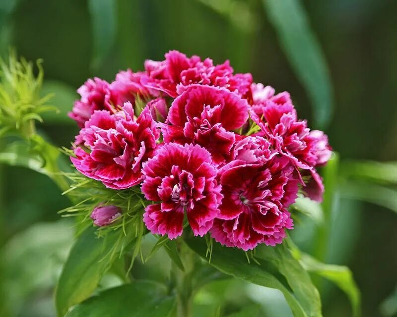 Диантус, гвоздика (турецкая). Гвоздика турецкая (Dianthus barbatus). Гвоздика бородатая - Dianthus barbatus. Гвоздика Барбатус махровая. Гвоздика турецкая махровая