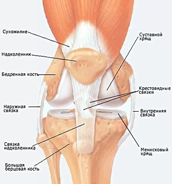 Связка называться. Коленный сустав строение анатомия. Связки коленного сустава анатомия. Коленный сустав строение анатомия связки. Мышцы и связки коленного сустава анатомия.