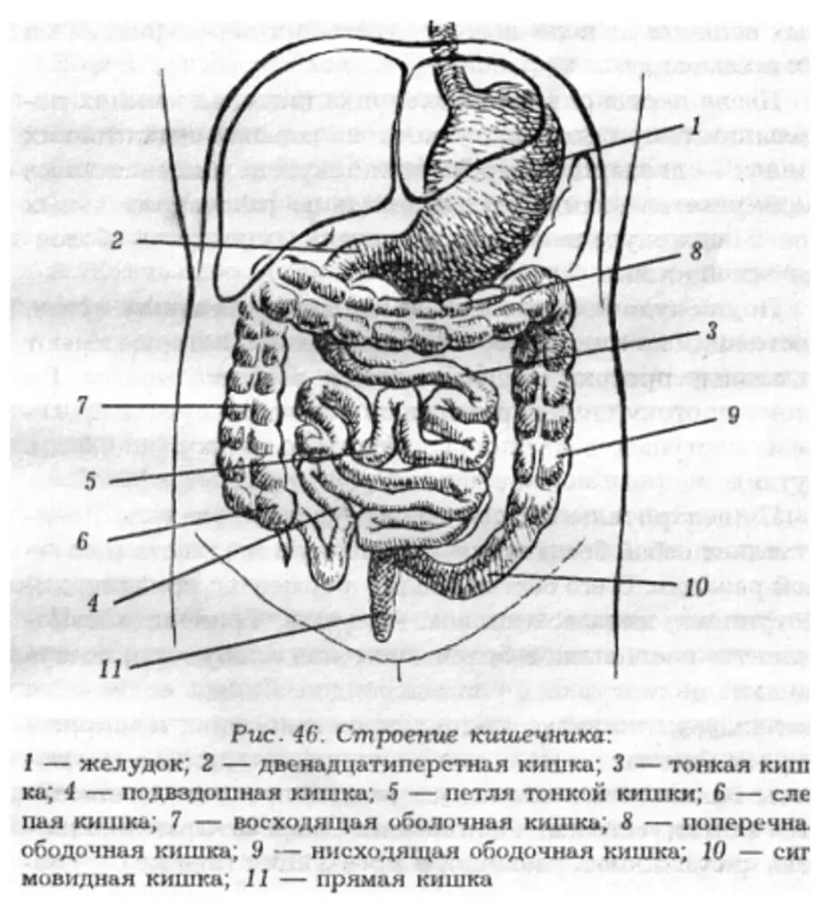 Каким номером на рисунке обозначена прямая кишка. Строение кишечника человека схема. Схема строения тонкого кишечника. Схема строения Толстого кишечника.