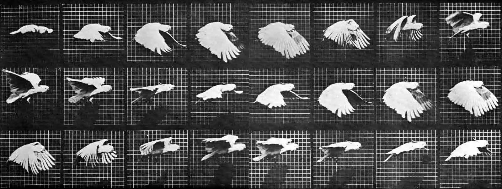 сова скопа. фазы полета птицы. движение птицы крылом. птицы в разных ракурсах. птица летит раскадровка.