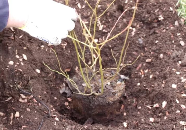 Корни голубики садовой. Голубика Садовая посадка. Голубика Дюк трехлетний саженец. Голубика Дюк посадка.