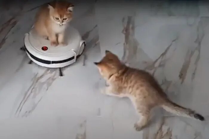 Коты катаются на пылесосе. Котик на роботе пылесосе. британский кот и пылесос робот. коты катаются на роботах-пылесосах. рыжий кот на пылесосе.