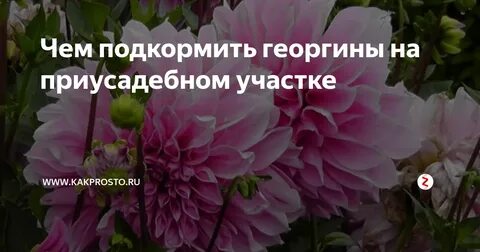Чем подкормить георгины