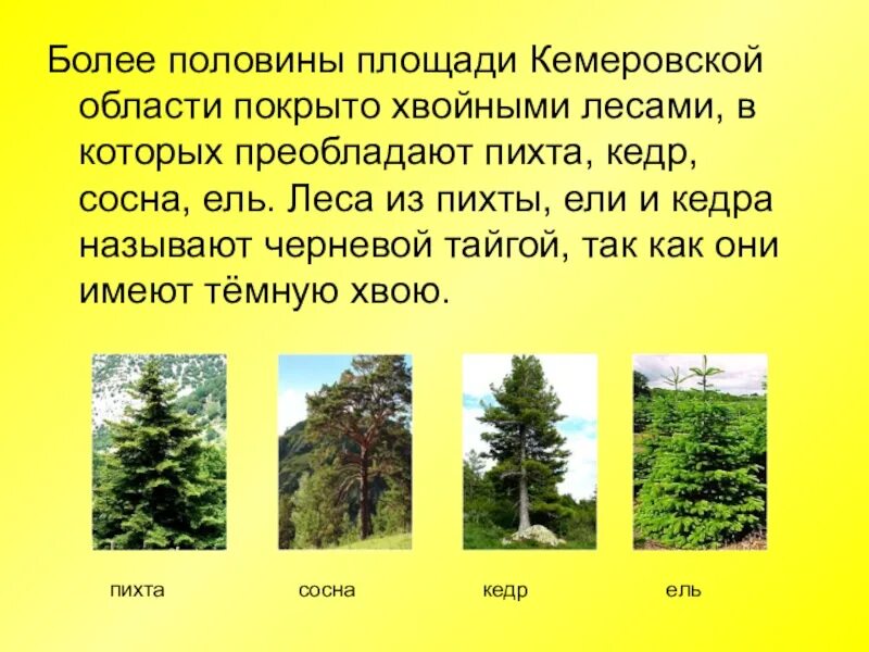 Произрастание хвойных деревьев природная зона. Ель сосна кедр пихта. Ель сосна пихта. Лиственные леса Кузбасса. Растительный мир Кемеровской области.
