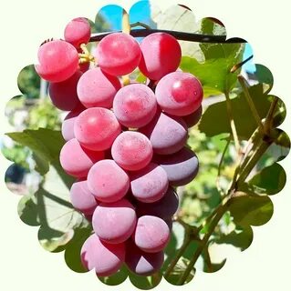 Виноград вариант