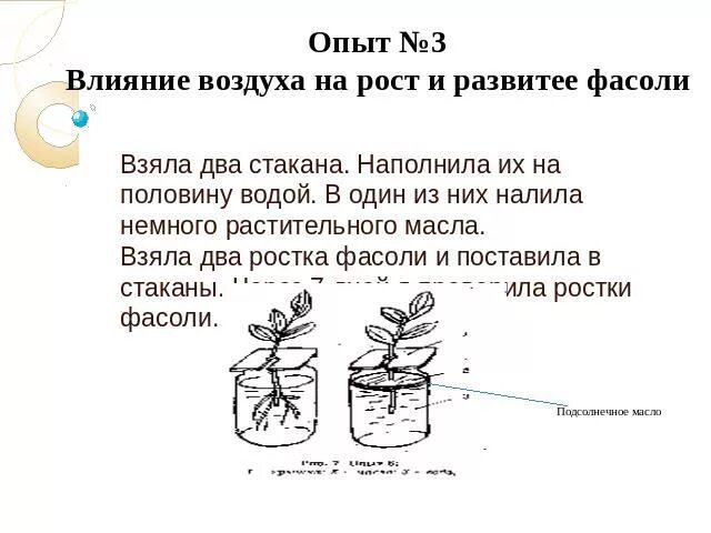 Влияние какого условия развития проростков иллюстрирует данный