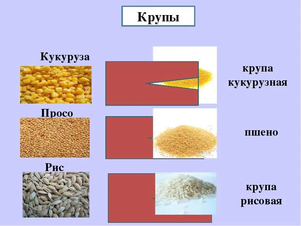 Крупы. Крупы из зерна. Крупы разновидности. Крупы из проса виды. Пшенная и пшеничная в чем разница