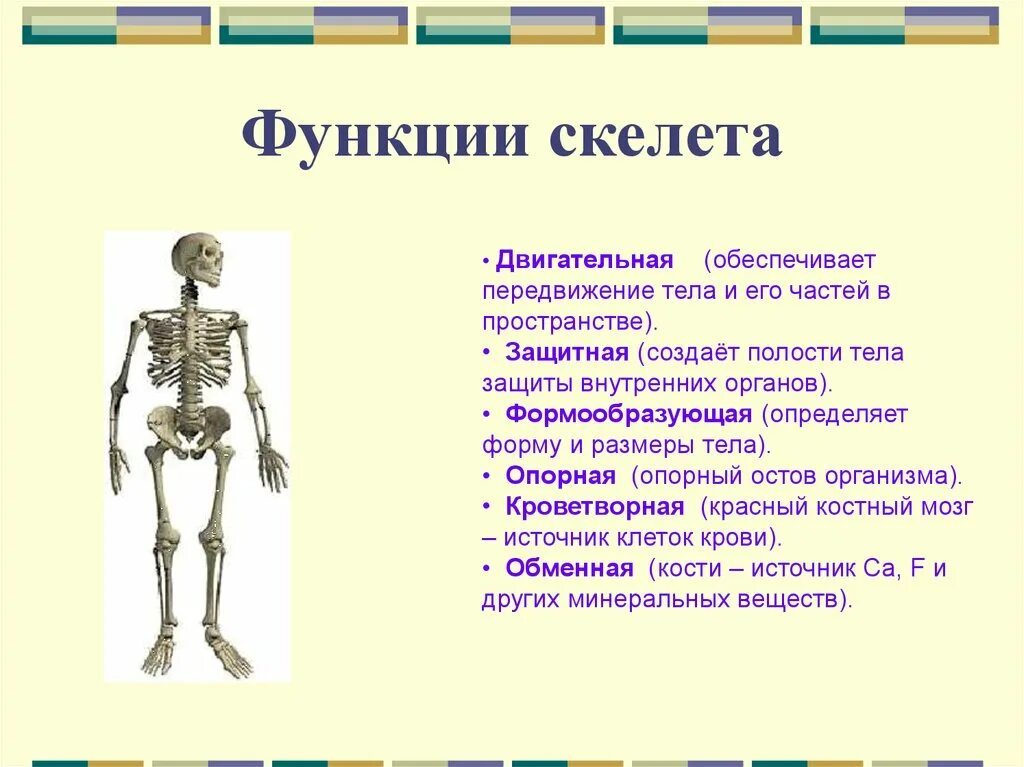 Три отдела кости. Скелет туловища человека строение и функции. Скелет туловища отделы функции кости. Строение и функции отделов скелета человека. Функции скелета туловища.