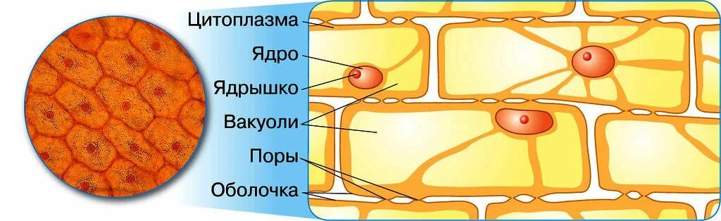 Полость в цитоплазме клетки 7