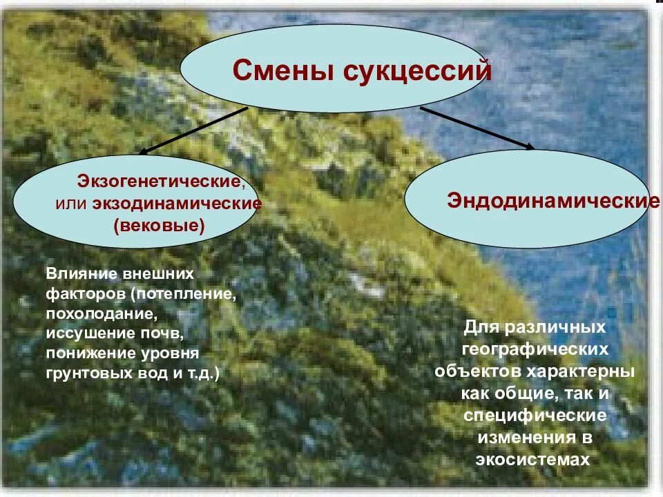 Естественная смена экосистем. Саморазвитие экосистем суп цессии. Саморазвитие экосистем сукцессии. Саморазвитие и смена экосистем. Сукцессия презентация.