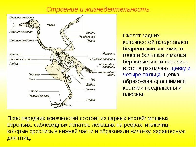 Цевка. Скелет птицы цевка. Кость цевка у птиц. Вилочка в скелете птиц. Цевка это сросшиеся.