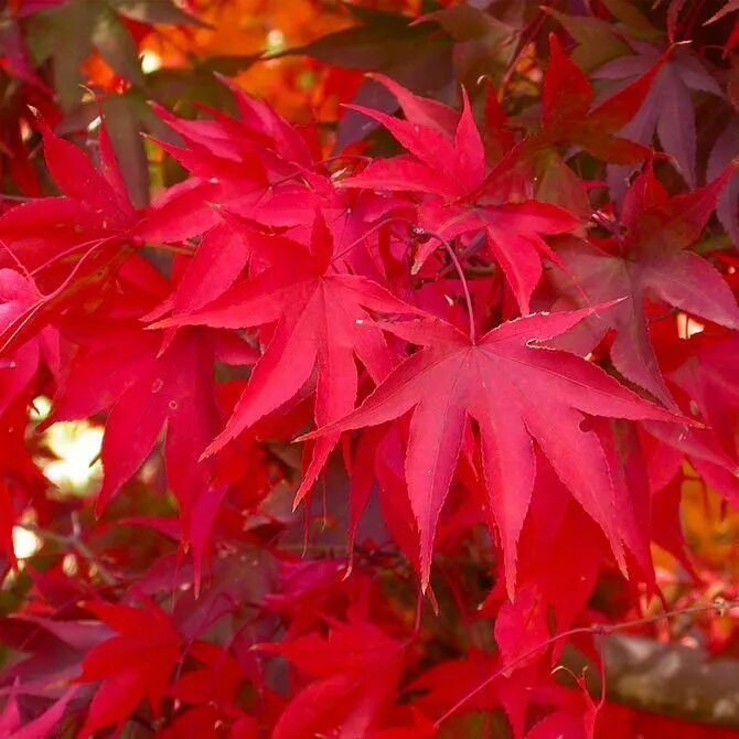 Клен асер. Клен acer palmatum atropurpureum. японский остролистный клен. клен японский краснолистный. клен красный японский остролистный.