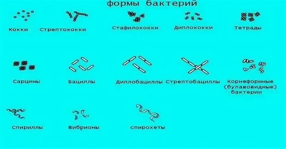 Какие формы бактерий изображены на рисунках. Форма бактерий кокки палочки извитые. основные формы бактериальных клеток. формы бактериальных клеток 5 класс биология. формы бактериальных клеток таблица.