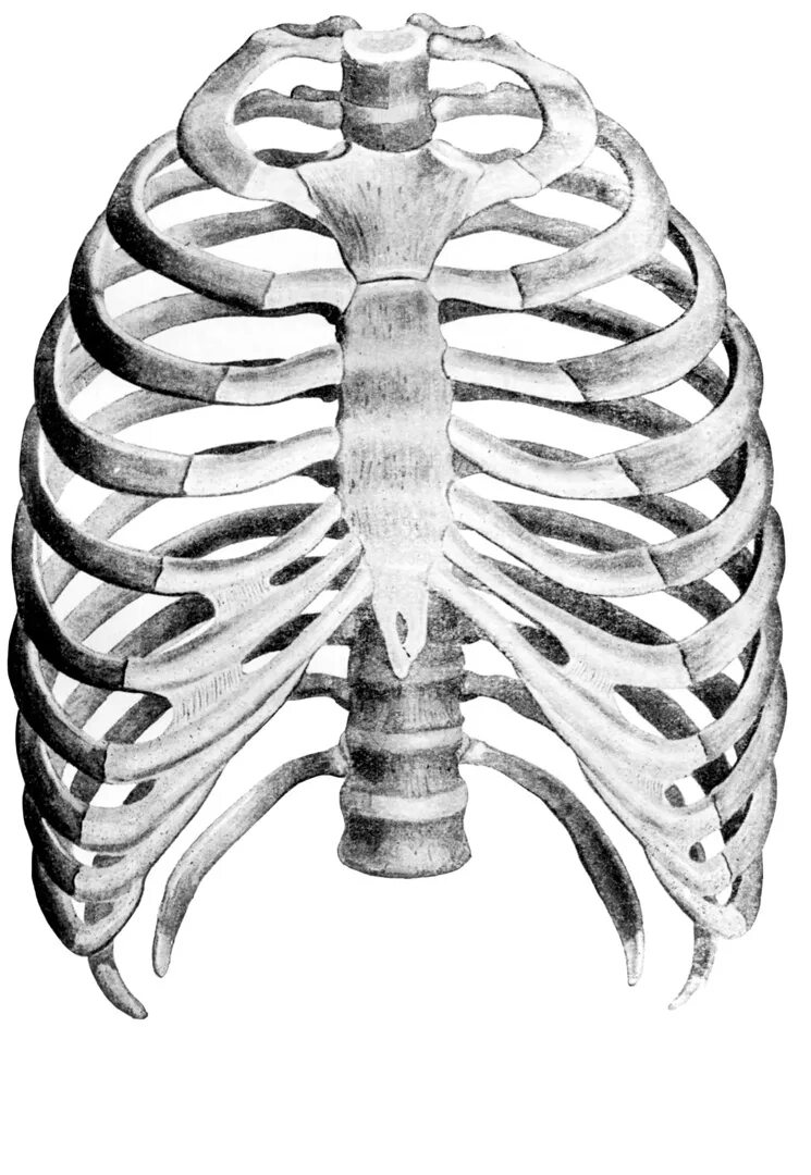 Грудная клетка с ребрами и грудиной. Грудная клетка Грудина и ребра анатомия. Скелет человека грудная клетка ребра. Анатомия ребер грудной клетки.