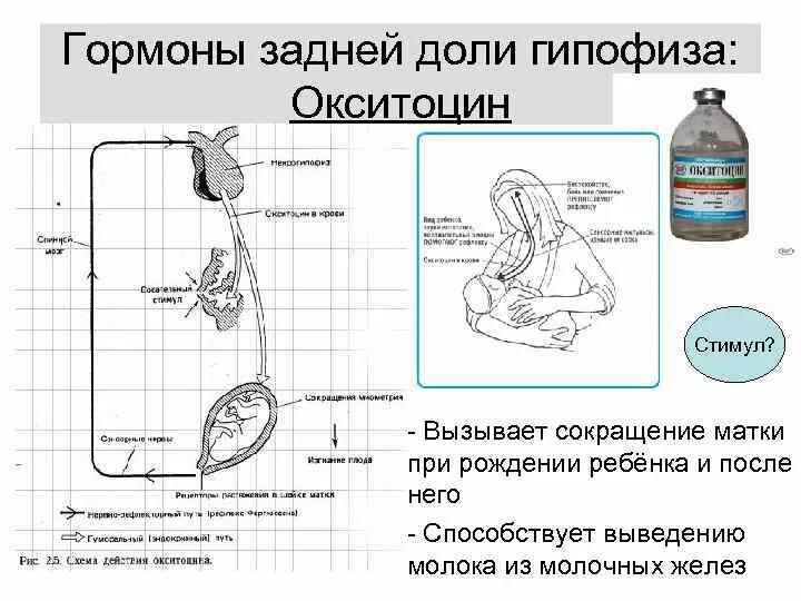 Сокращение матки после окситоцина. Сокращение матки после окситоцина