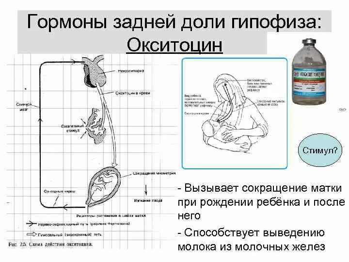 Окситоцин для матки после родов. Окситоцин гормон гипофиза. Окситоцин схема действия. Сокращение матки гормон. Гуморальная регуляция окситоцин.