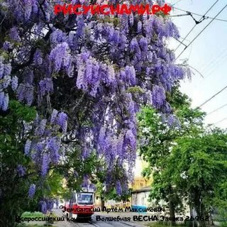 Глициния краснодар