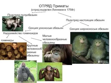 Виды обезьян таблица
