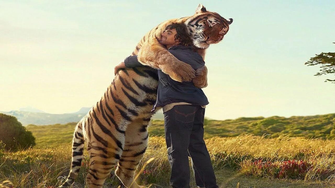 Укус тигра. Дружба человека с животными. Животные обнимаются. Амурский тигр и человек Дружба.