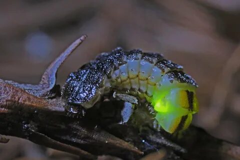 HumBug: Glow Worm vs. Snail News Blog.