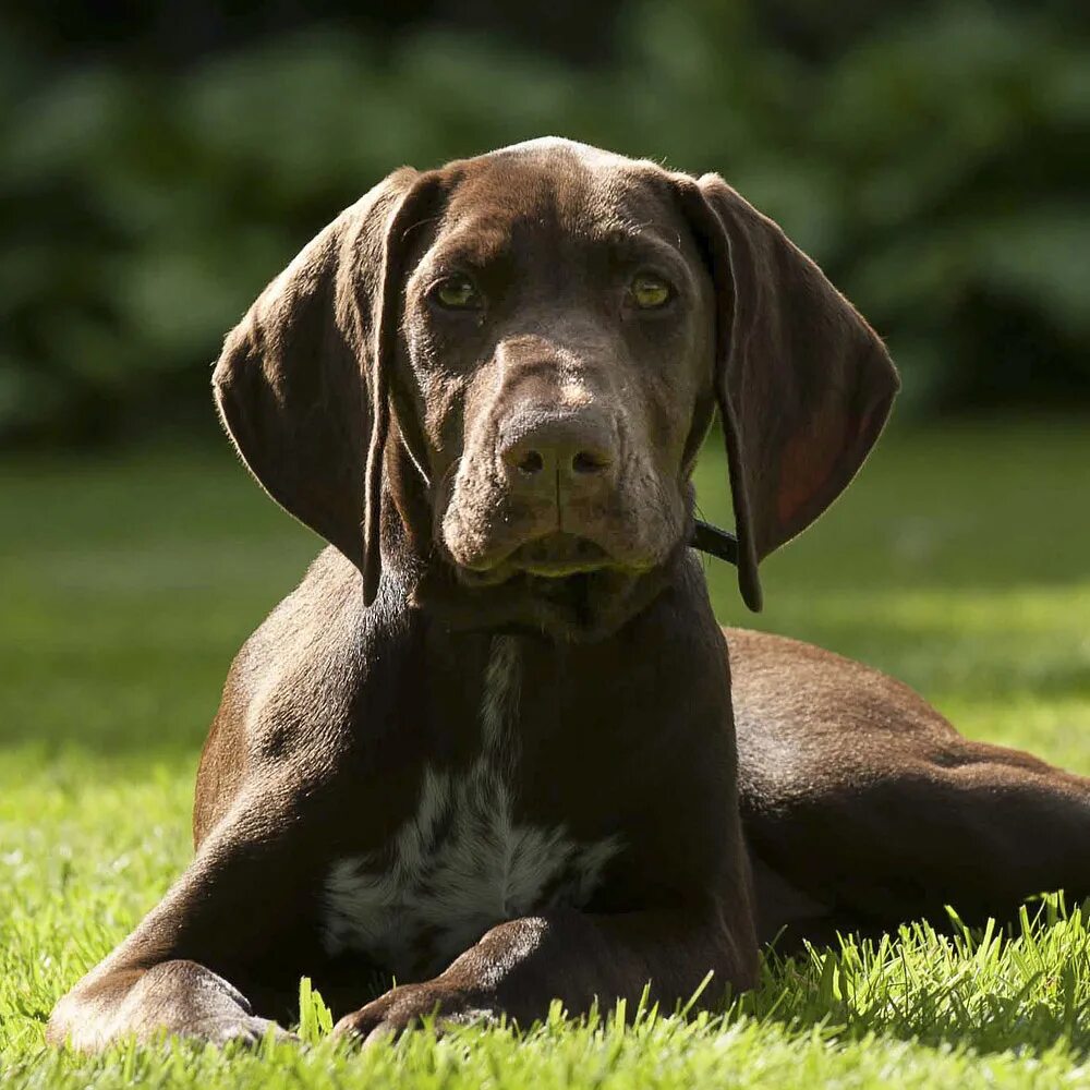 картинка хар. порода собак английский пойнтер. немецкий пойнтер курцхаар. пойнтер курцхаар дратхаар. курцхаар длинношерстный.