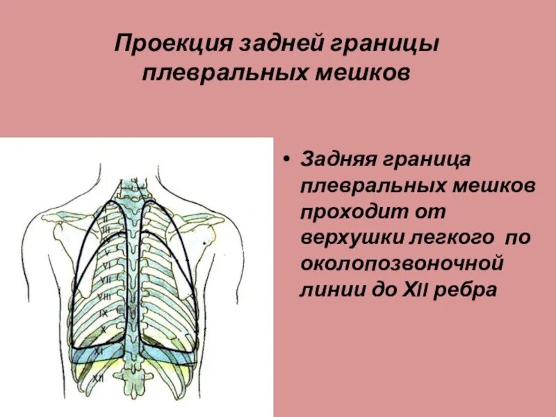 Передняя граница легких. Границы плевры. Границы плевральных мешков. Границы легких и плевры. Проекция границ плевры.