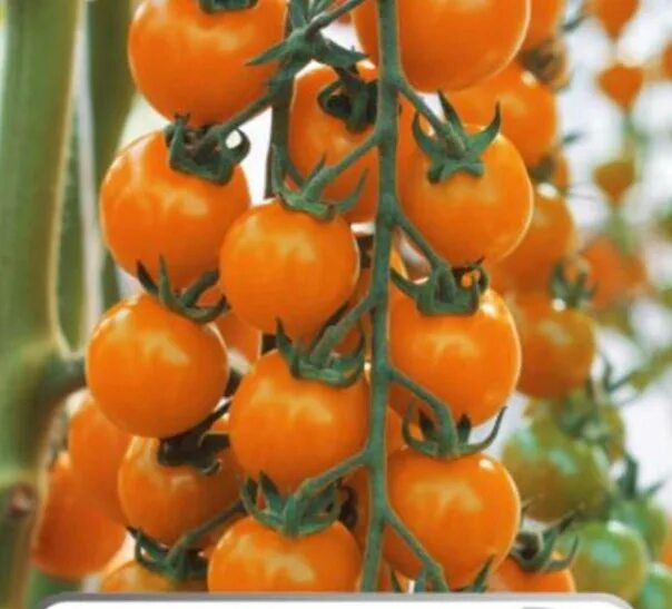 Томат рыжий фермер фирмы партнер. Томат дуся красная сибирский сад. ). Томат рыжий фермер f1 партнер. Партнер томат черри краски f1 ^(5шт).