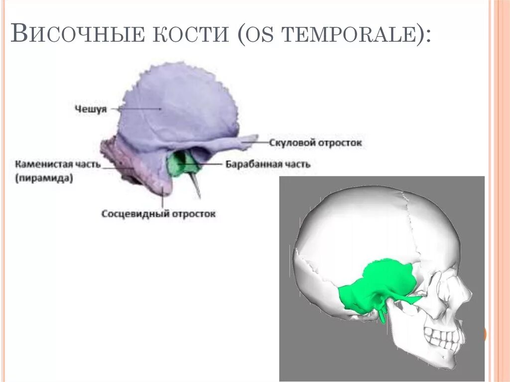 Изменения височной кости. Пирамида (каменистая часть) височной кости. Строение височной кости черепа. Пирамида височной кости строение черепа. Строение височной кости Синельников.