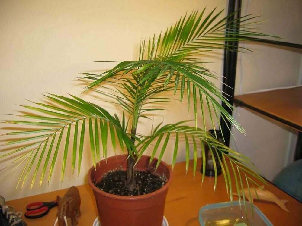 Комнатное растение название пальмы. Сиагрус Ведделя. Финиковая Пальма декоративная. Сиагрус Ведделя Пальма. Финиковая Пальма комнатная.