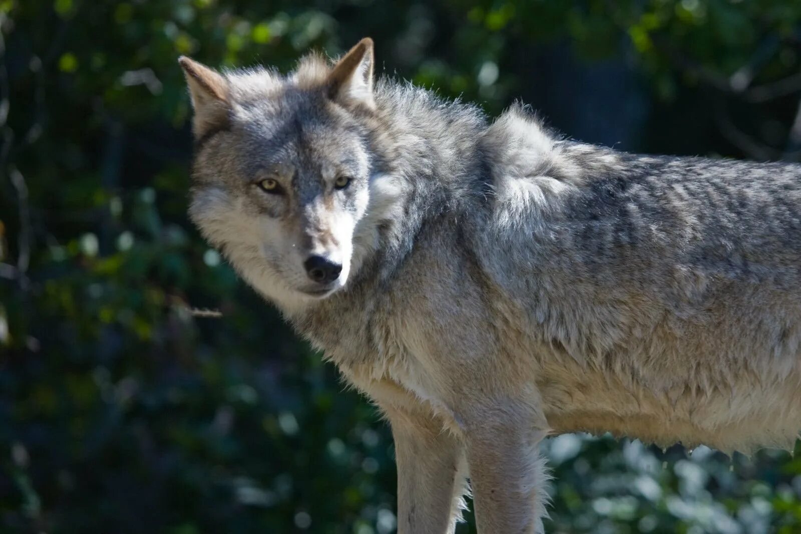 Волк точка ру. Волк серый обыкновенный. Canis Lupus cubanensis. Арго (волк). Волк обыкновенный (canis Lupus).