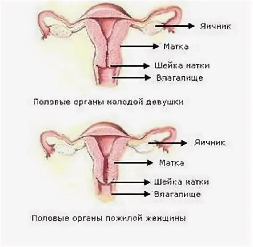 Как выглядят женские органы после Urogenital Triangle Anatomy QA